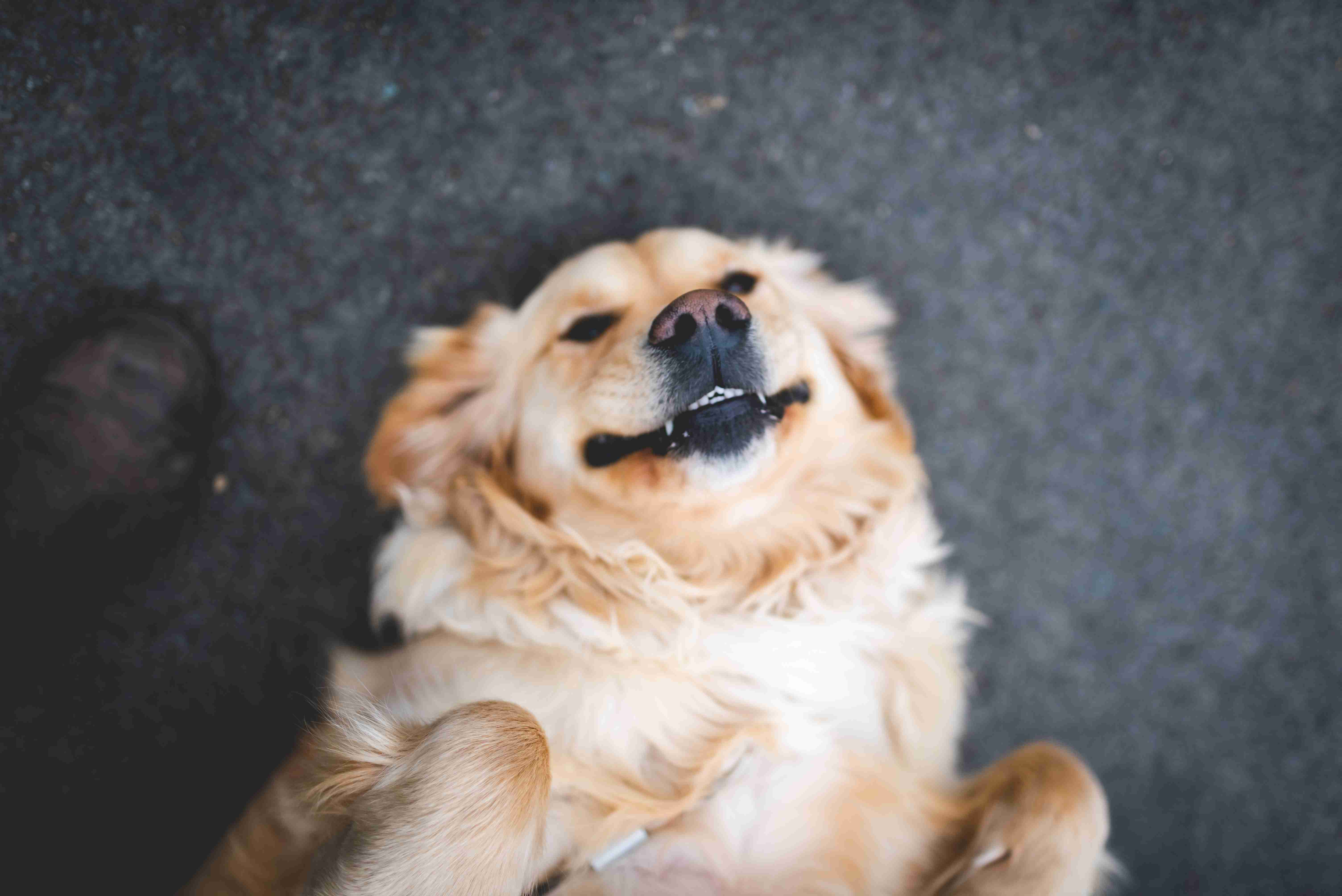 How can I help my Golden Retriever maintain a healthy weight?